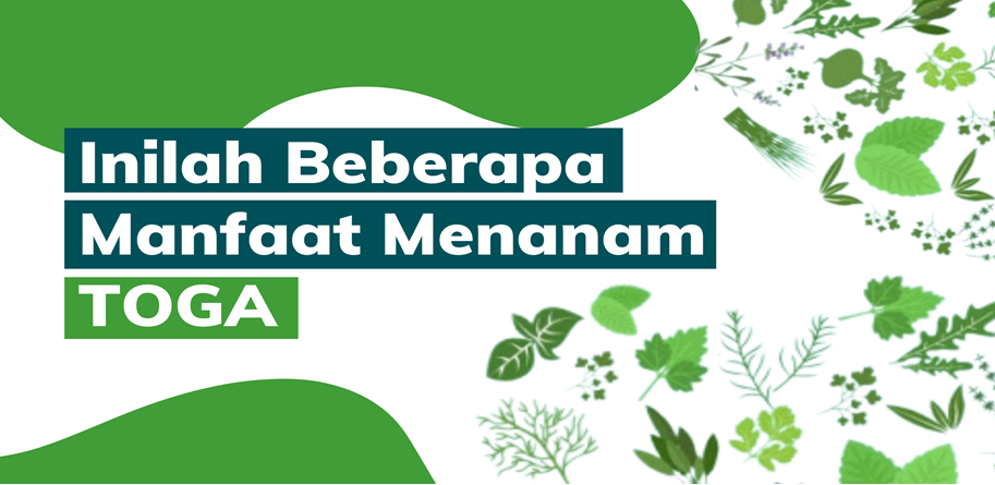 Inilah Beberapa Manfaat Menanam TOGA